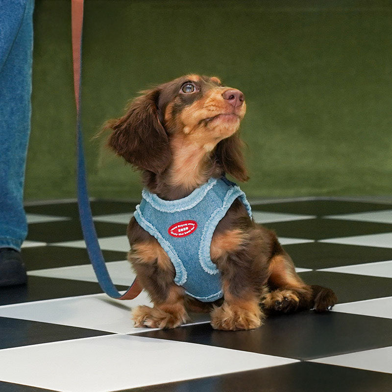 Harnais pour Chien en Denim