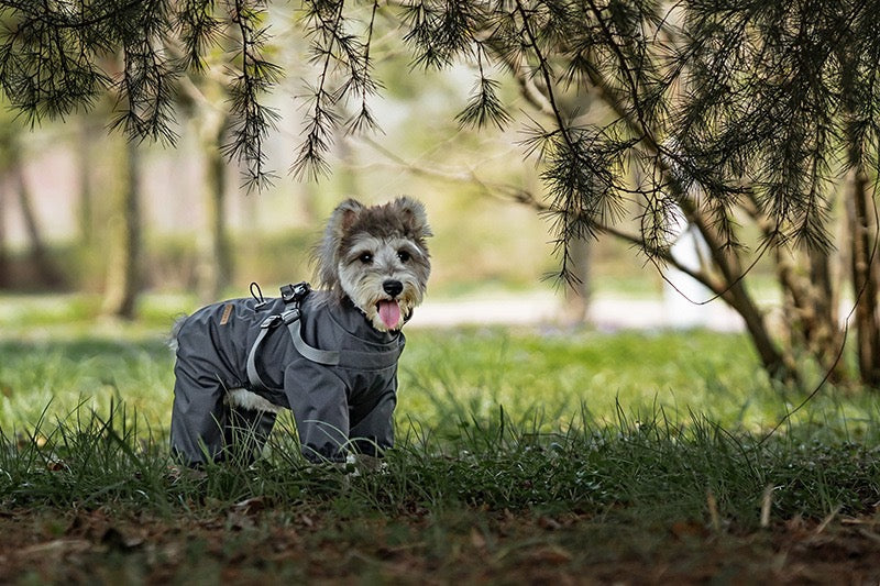 Manteaux Imperméables Pour Chiens