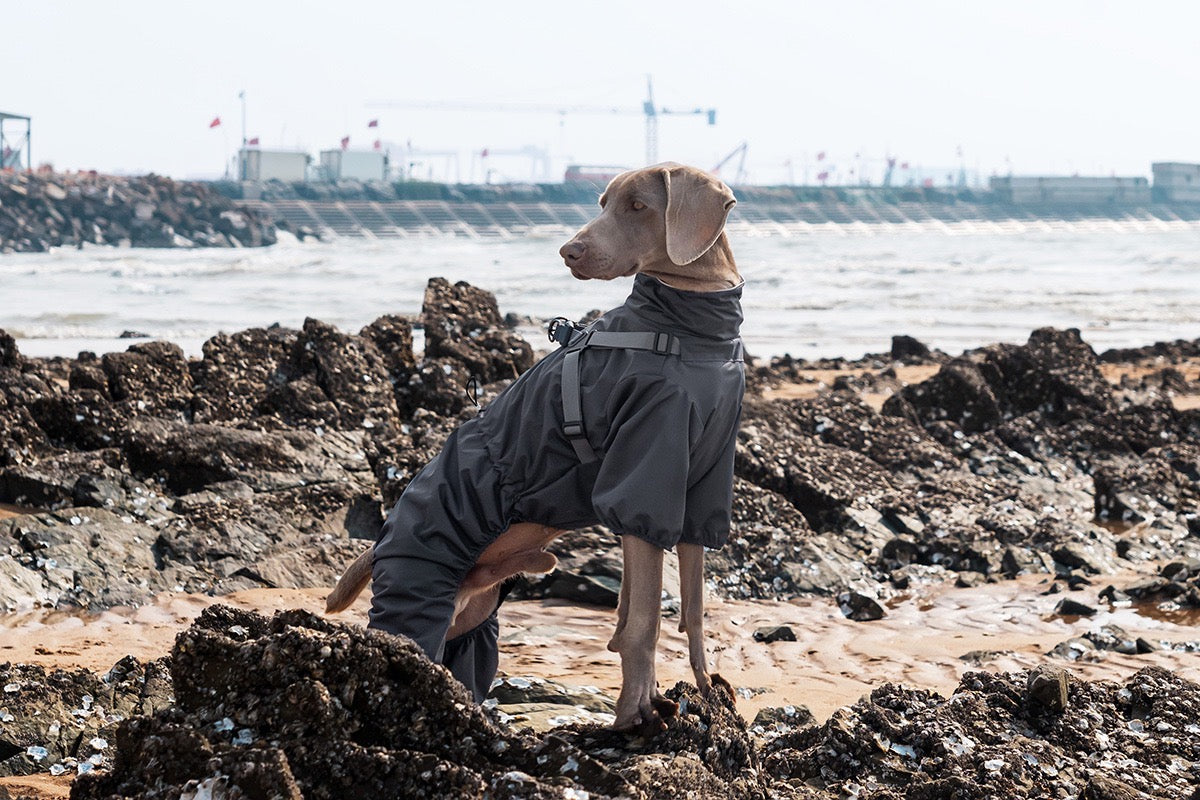 Manteaux Imperméables Pour Chiens