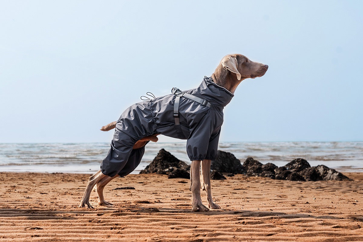 Manteaux Imperméables Pour Chiens