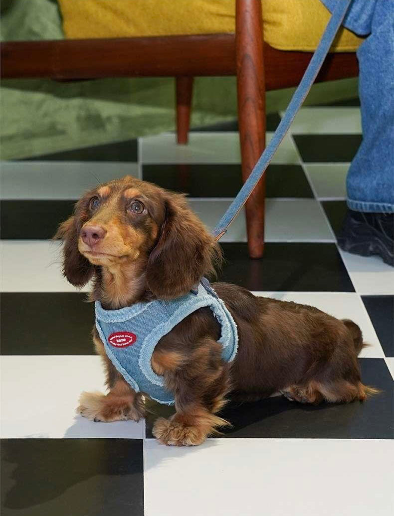 Harnais pour Chien en Denim