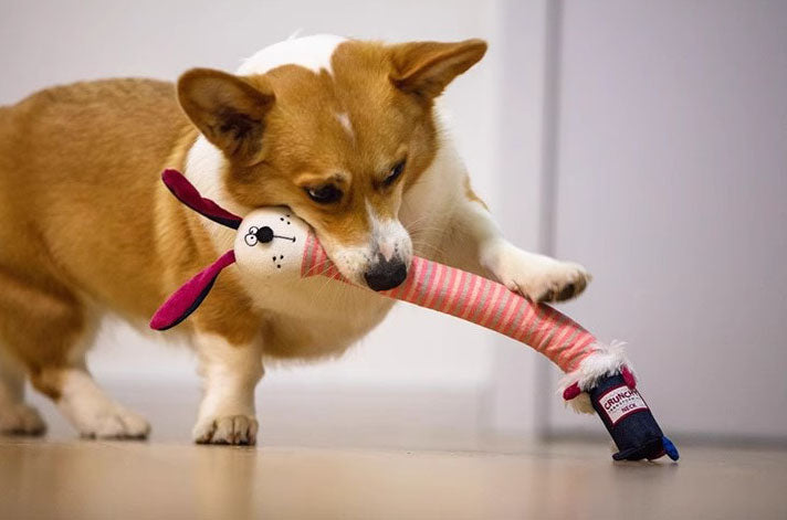 Jouet Sonore “Clac” pour Chien