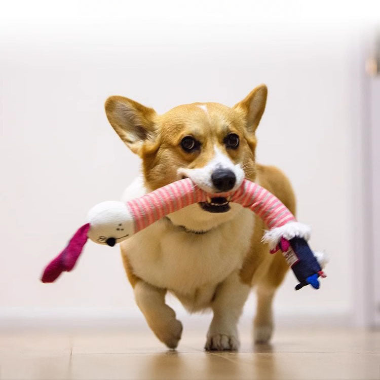 Jouet Sonore “Clac” pour Chien