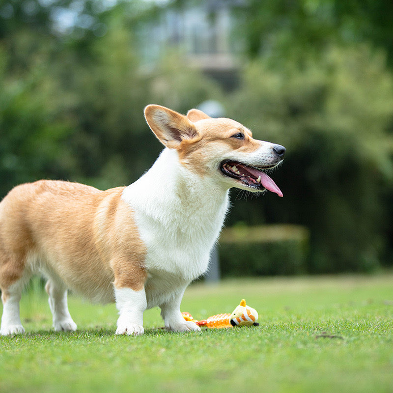 Jouet Sonore en Caoutchouc pour Chien