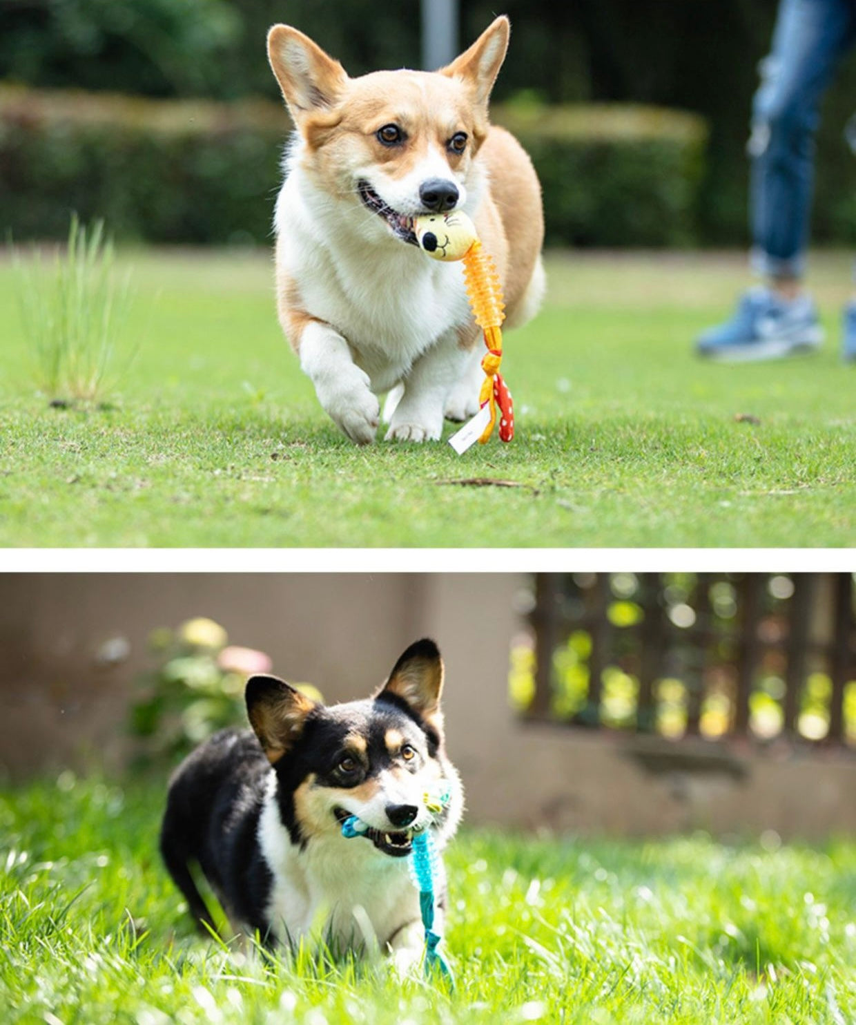 Jouet Sonore en Caoutchouc pour Chien