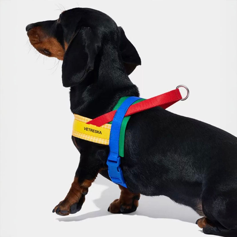 Kit Harnais et Laisse pour Animaux
