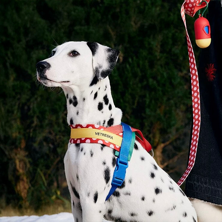 Kit Harnais et Laisse pour Animaux